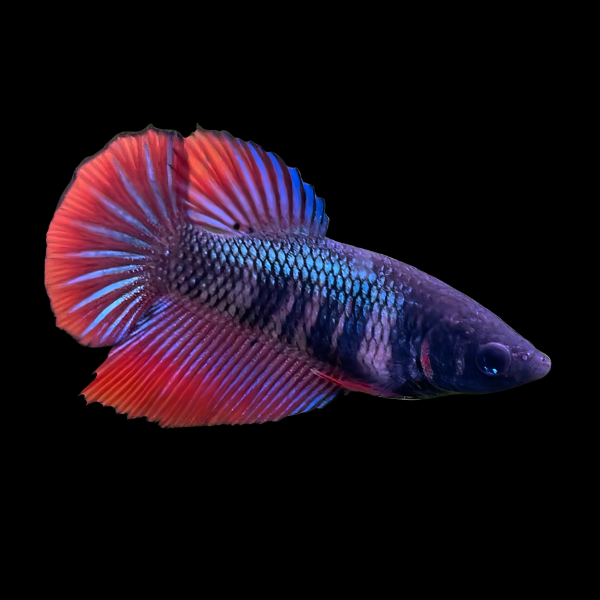Metallic Half Moon Betta Female Purple Base 3cm - Real Aquatics