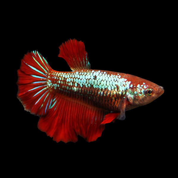Metallic Half Moon Betta Female Red Base 3cm - Real Aquatics