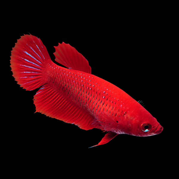 Metallic Half Moon Betta Female Red 3cm - Real Aquatics