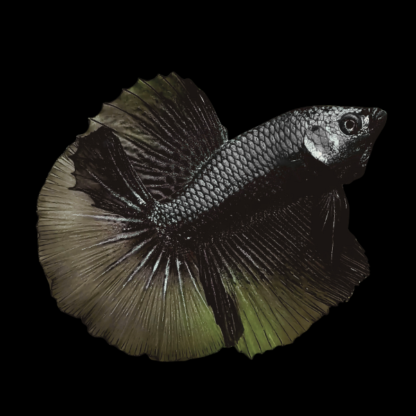 Metallic Half Moon Betta Male Black Base 3cm - Real Aquatics