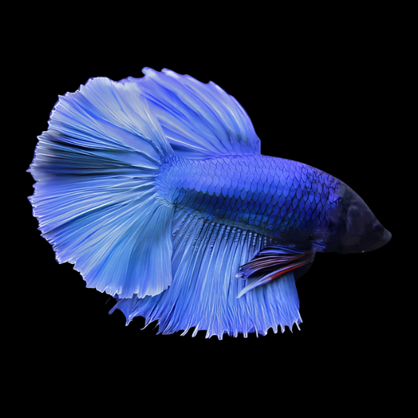 Metallic Half Moon Betta Male Blue 3cm - Real Aquatics