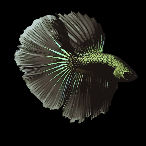 Metallic Half Moon Betta Male Green Base 3cm - Real Aquatics