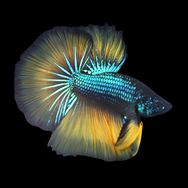 Metallic Half Moon Betta Male Mustard Gas 3cm - Real Aquatics