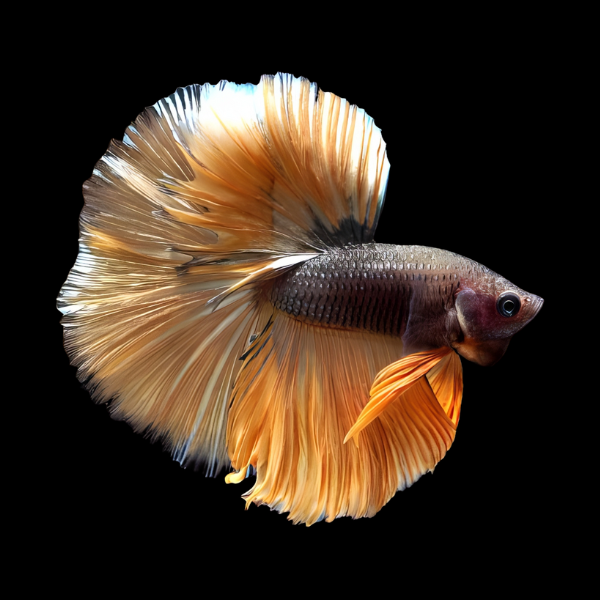 Metallic Half Moon Betta Male Orange Base 3cm - Real Aquatics