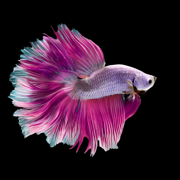 Metallic Half Moon Betta Male Purple Base 3cm - Real Aquatics