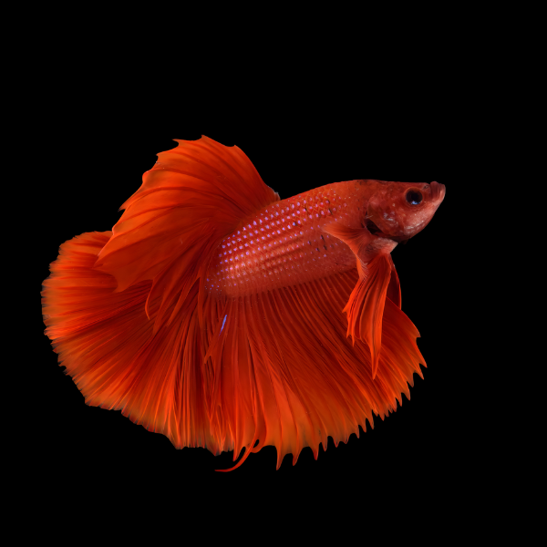 Metallic Half Moon Betta Male Red 3cm - Real Aquatics