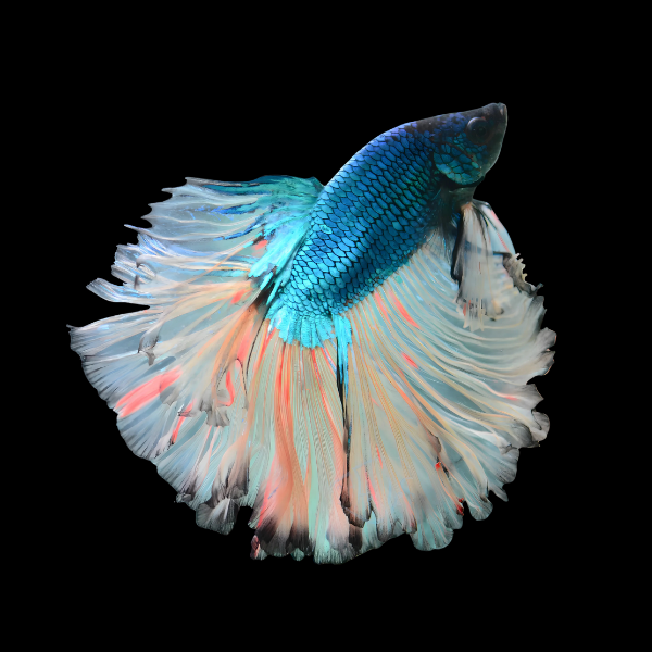 Metallic Half Moon Betta Male Turquoise Base 3cm - Real Aquatics