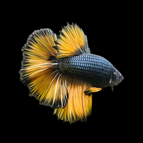 Metallic Half Moon Betta Male Yellow Base 3cm - Real Aquatics