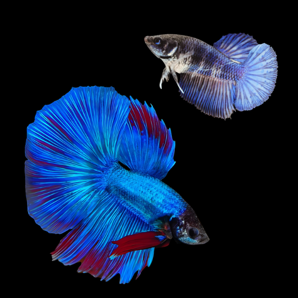 Metallic Half Moon Betta Pair Male & Female Blue Base 3cm - Real Aquatics