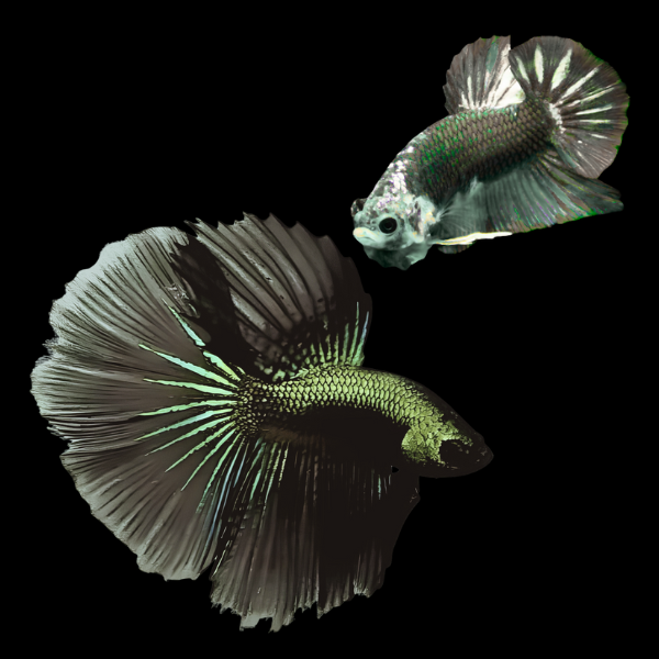 Metallic Half Moon Betta Pair Male & Female Green Base 3cm - Real Aquatics