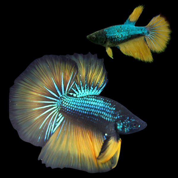 Metallic Half Moon Betta Pair Male & Female Mustard Gas 3cm - Real Aquatics