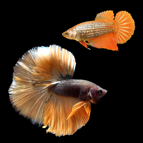 Metallic Half Moon Betta Pair Male & Female Orange Base 3cm - Real Aquatics