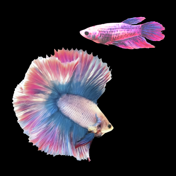 Metallic Half Moon Betta Pair Male & Female Pink Base 3cm - Real Aquatics