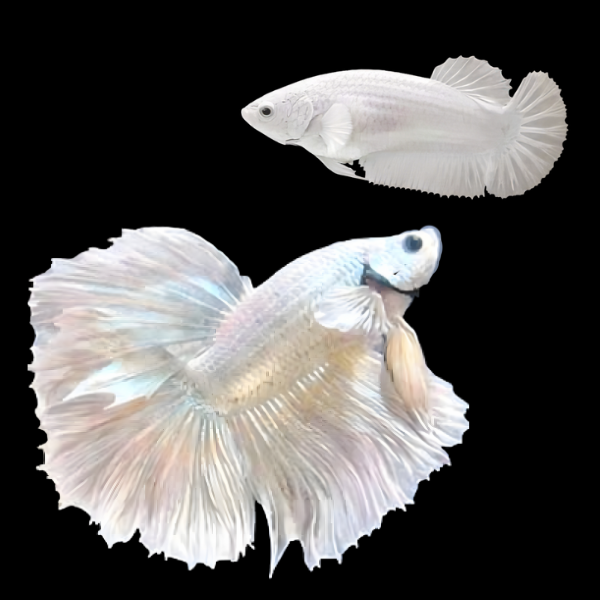 Metallic Half Moon Betta Pair Male & Female Platinum 3cm - Real Aquatics