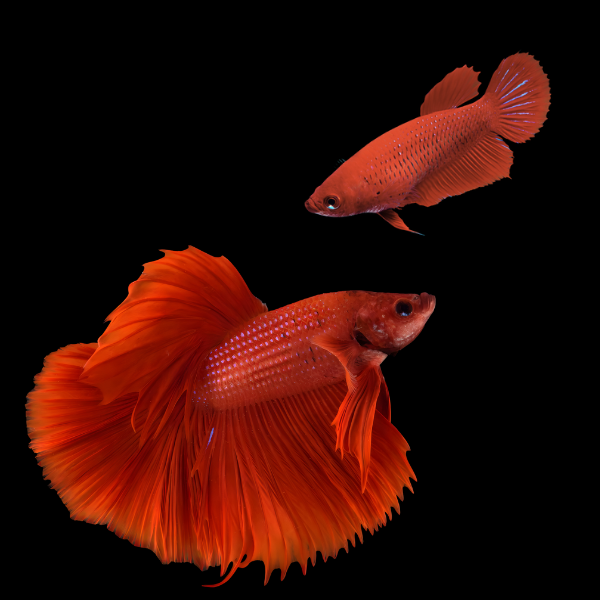 Metallic Half Moon Betta Pair Male & Female Red 3cm - Real Aquatics