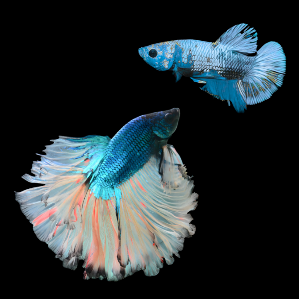 Metallic Half Moon Betta Pair Male & Female Turquoise Base 3cm - Real Aquatics