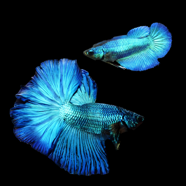 Metallic Half Moon Betta Pair Male & Female Turquoise 3cm - Real Aquatics