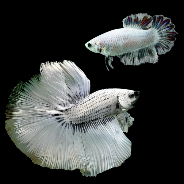 Metallic Half Moon Betta Pair Male & Female White Base 3cm - Real Aquatics