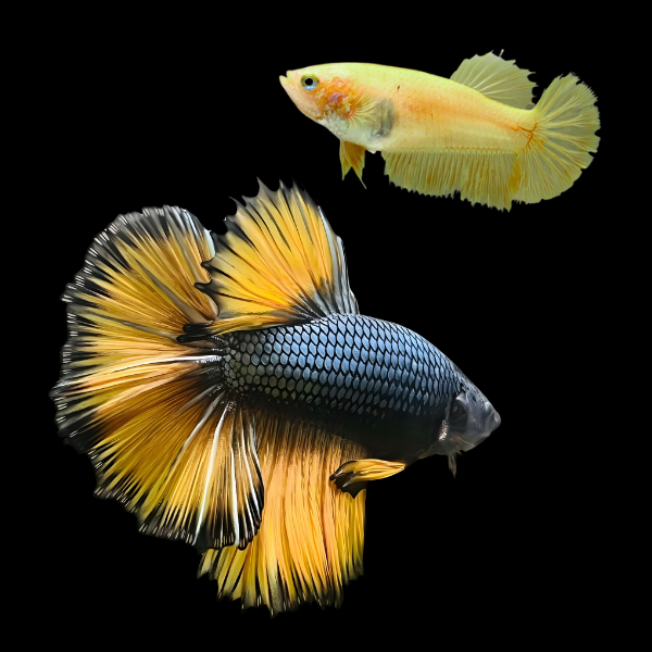 Metallic Half Moon Betta Pair Male & Female Yellow Base 3cm - Real Aquatics