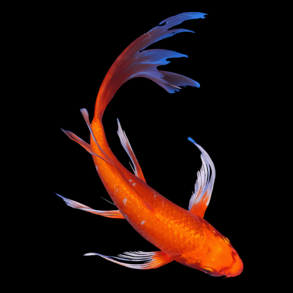 Metallic Orange Butterfly Grade A Koi Carp Cyprinus Carpio - Real Aquatics
