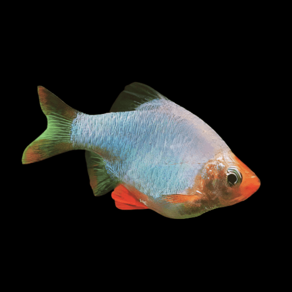 Metallic Platinum Green Tiger Barb Puntius Tetrazona 3cm - Real Aquatics
