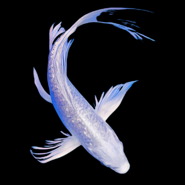 Metallic White Butterfly Japanese Koi Carp Cyprinus Carpio - Real Aquatics