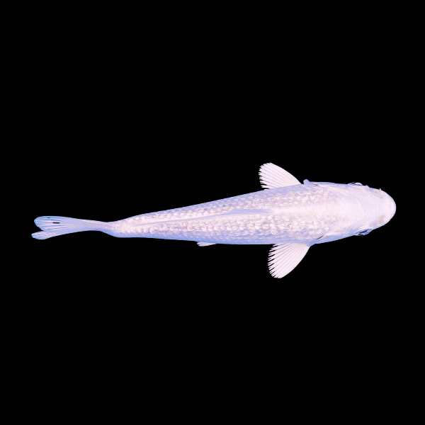 Metallic White Japanese Koi Carp Cyprinus Carpio - Real Aquatics
