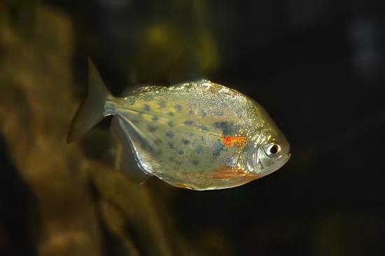 Metynis Spotted Silver Dollar Metynnis Lippincotianu 5cm - Real Aquatics