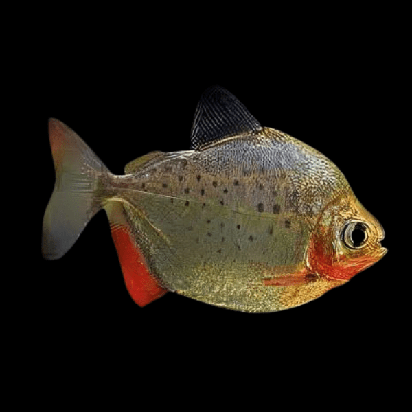 Metynis Spotted Silver Dollar Metynnis Lippincotianu 5cm - Real Aquatics