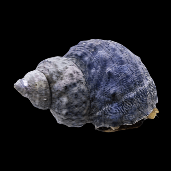 Mexican Turbo Snail Turbo Fluctuosa - Real Aquatics