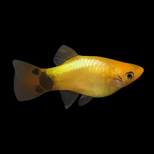 Mickey Mouse Gold Platy Xiphophorus Maculatus 3cm - Real Aquatics
