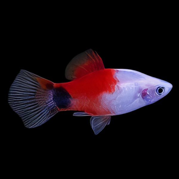 Mickey Mouse Marlboro Platy Xiphophorus Maculatus 3cm - Real Aquatics