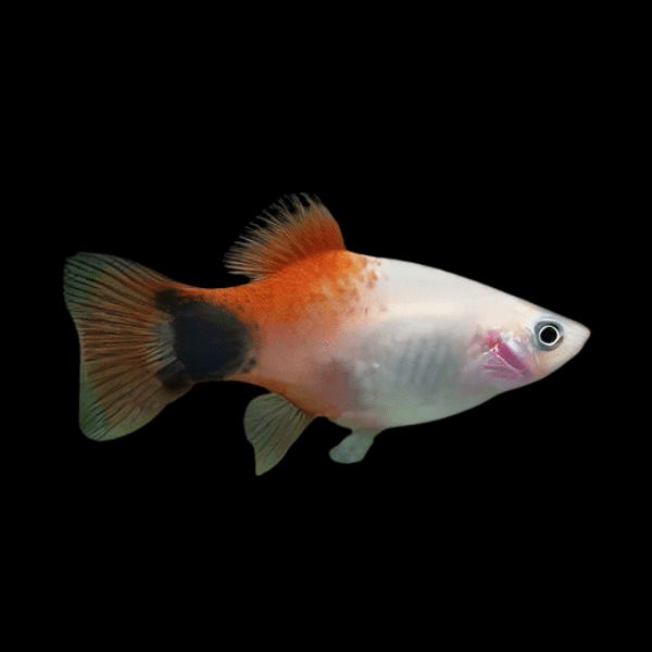 Mickey Mouse Santa Platy Xiphophorus Maculatus 3cm - Real Aquatics