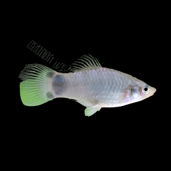 Mickey Mouse Silver Platy Xiphophorus Maculatus 3cm - Real Aquatics