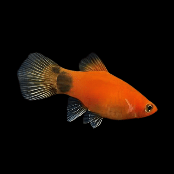 Mickey Mouse Platy Xiphophorus Maculatus 3cm - Real Aquatics