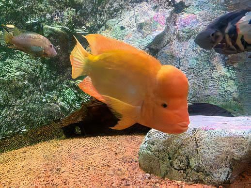 Midas Cichlid Amphilophus Citrinellus - Real Aquatics