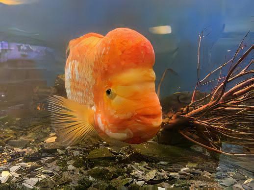 Midas Cichlid Amphilophus Citrinellus - Real Aquatics
