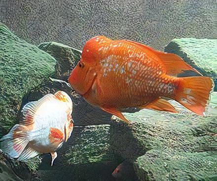 Midas Cichlid Amphilophus Citrinellus - Real Aquatics