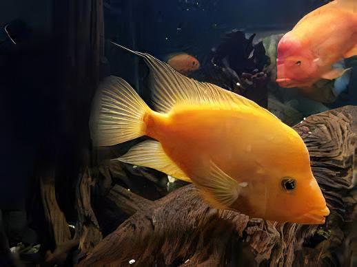 Midas Cichlid Amphilophus Citrinellus - Real Aquatics