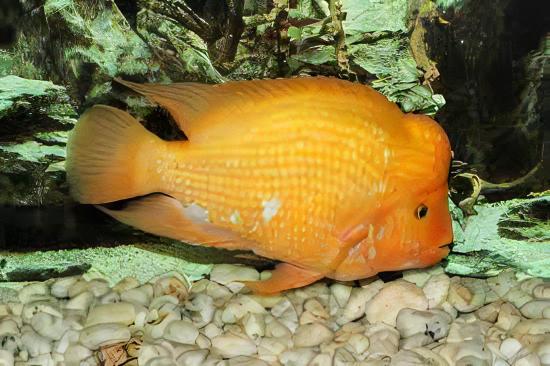 Midas Cichlid Amphilophus Citrinellus - Real Aquatics