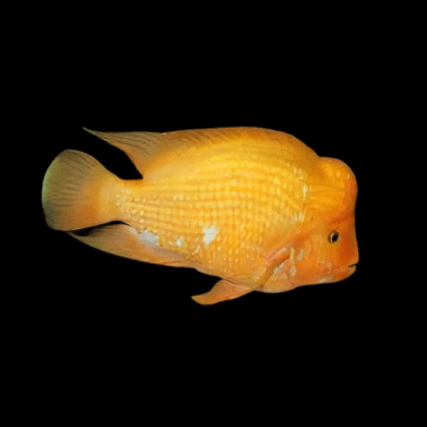 Midas Cichlid Amphilophus Citrinellus - Real Aquatics