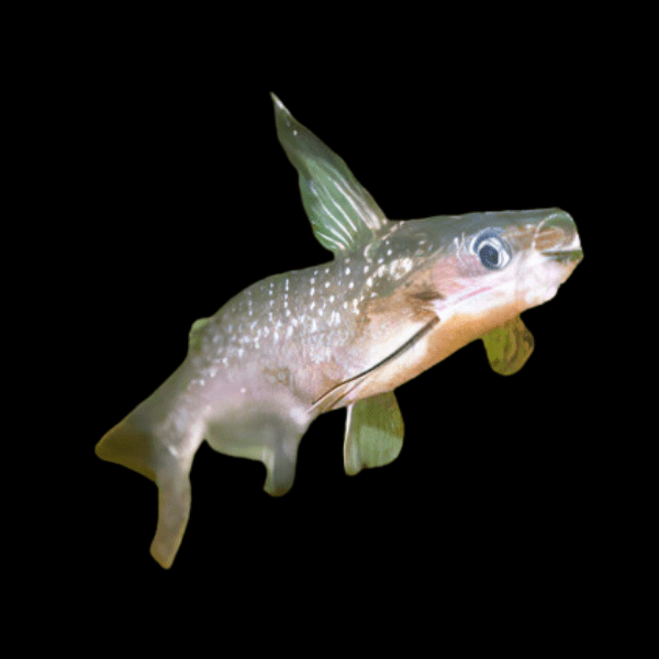 Midnight Catfish Auchenipterichthys Coracoideus 10cm - Real Aquatics