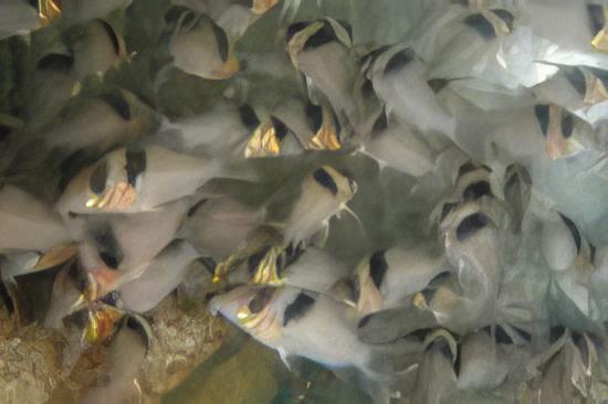 Miguelito Corydoras Virginiae 4cm Catfish - Real Aquatics