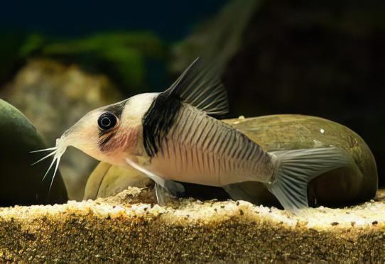 Miguelito Corydoras Virginiae 4cm Catfish - Real Aquatics