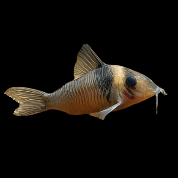 Miguelito Corydoras Virginiae 4cm Catfish - Real Aquatics