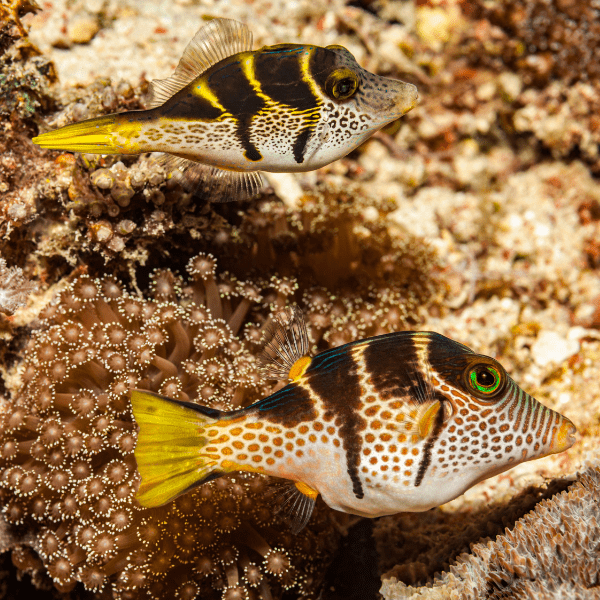 Mimic Valentini File Fish Paraluteres Prionurus - Real Aquatics