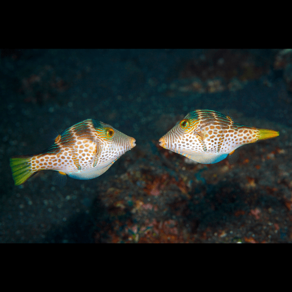 Mimic Valentini File Fish Paraluteres Prionurus - Real Aquatics