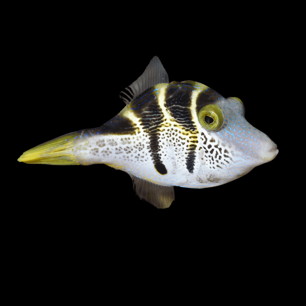 Mimic Valentini File Fish Paraluteres Prionurus - Real Aquatics