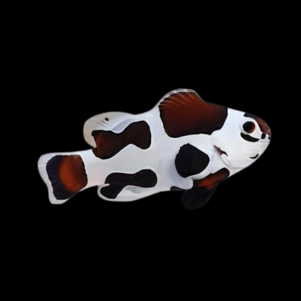 Mocha Storm Clownfish Amphiprion Ocellaris - Real Aquatics