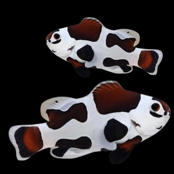 Mocha Storm Clownfish Amphiprion Ocellaris Pair - Real Aquatics